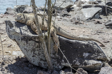 Iguana Terrestre de Santa fe