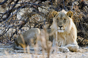 Lion