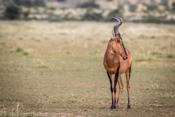 Red hartebeest standing in the grass and starring.