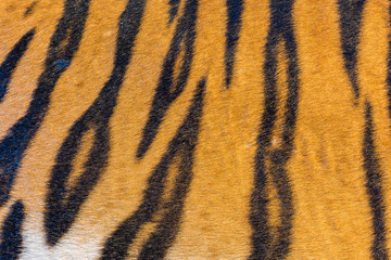 Tiger Fur, Tiger Leather