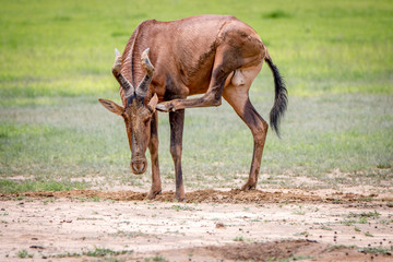 Red hartebeest scratching itself.