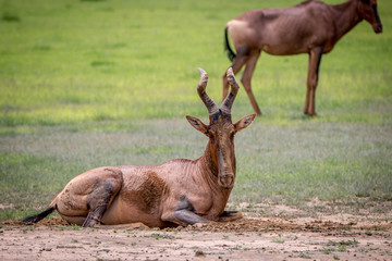 Red hartebeest rubbing it self in the mud.