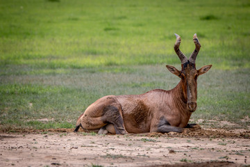 Red hartebeest rubbing it self in the mud.