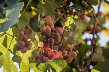 Ripe bunches of grapes