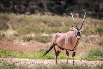 Gemsbok standing in the grass and starring.