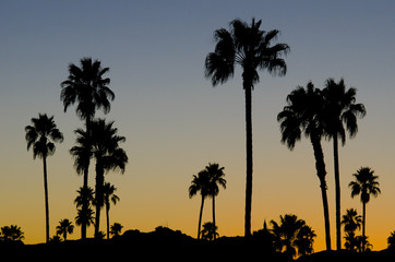 Palm Trees at Sunset