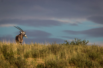 Gemsbok standing on a ridge and starring.