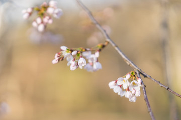 Japanese cherry blossom trees in the morning light. Spring sunrise in High Park