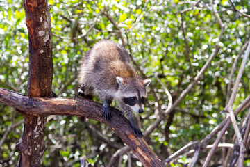 Naklejka na ściany i meble Raccoon Everglades