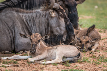 Naklejka na ściany i meble Blue wildebeest calf laying with the group.