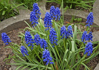 Beautiful,blue grape Hyacinth in spring