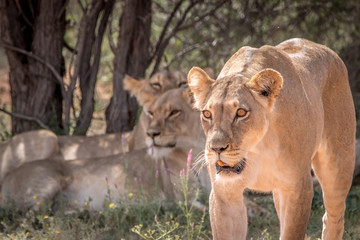 Naklejka premium Lioness walking towards the camera.