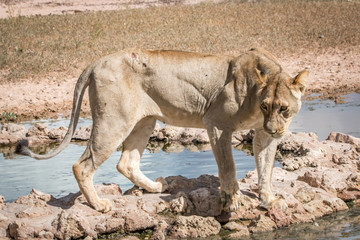 Lioness standing at a waterhole.
