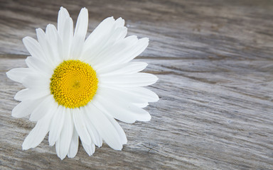 Fototapeta na wymiar Daisy flower on wooden table - Bellis perennis