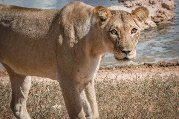 Lioness starring at the camera.