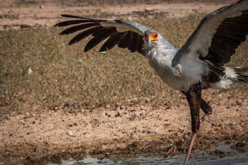Secretary bird spreading his wings.