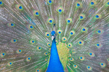 Obraz premium Павлин