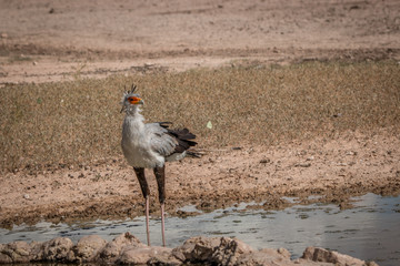 Secretary bird standing at a waterhole.
