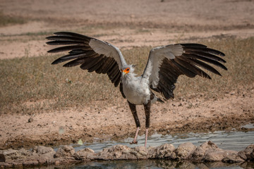 Secretary bird spreading his wings.