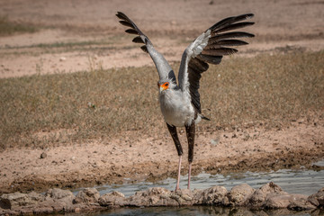 Secretary bird spreading his wings.