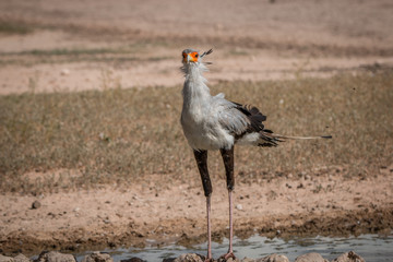 Secretary bird standing at a waterhole.