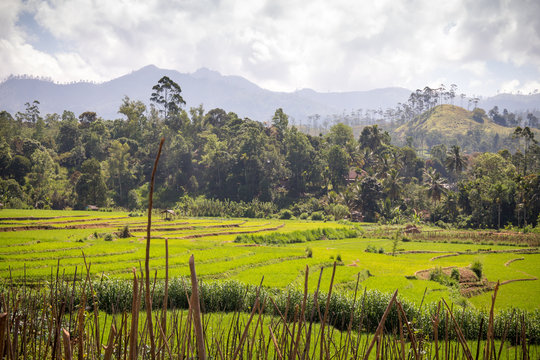 Landscape of rice fields, mountains, palm trees and bamboo in the highlands around Nuwara Eliya and Ella, Sri Lanka.