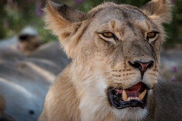 Side profile of a starring Lion.