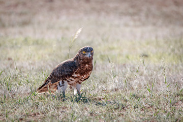 Juvenile Black-chested snake eagle in the grass.