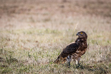Juvenile Black-chested snake eagle in the grass.