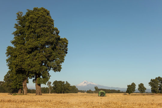 The big Tree
