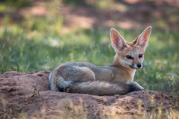 Cape fox laying down in the sand.