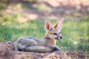 Cape fox laying down in the sand.