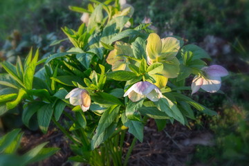 White hellebore Helleborus hybridus 