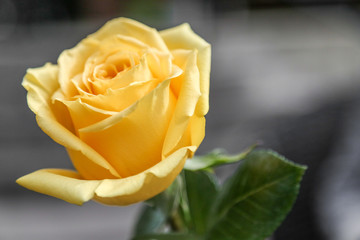 Yellow gentle flower