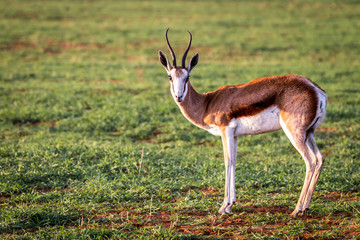 Springbok standing in the grass.