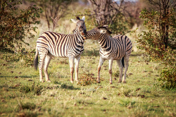 Fototapeta na wymiar Two Zebras bonding in Etosha.