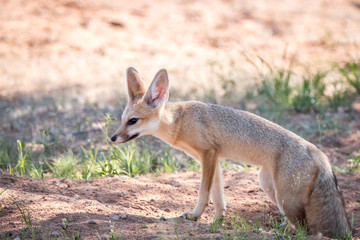Naklejka na ściany i meble Cape fox walking in the sand in Kgalagadi.