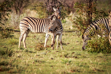 Two Zebras bonding in Etosha.