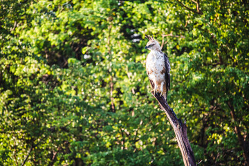 A crested hawk eagle perched on a large branch surveys it's surroundings. Early morning, Udawalawe national park, Sri lanka.