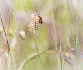 Rhagonycha fulva (Common Red Soldier Beetle) on a dry Quaking grass (Briza maxima) plant in nature