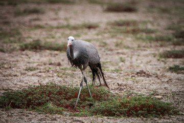 Blue crane walking in the grass.