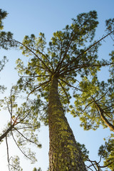 Typical maritime pine of the Landes 