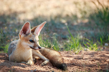 Cape fox laying in the sand in Kgalagadi. © simoneemanphoto
