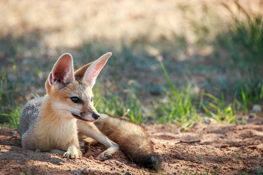 Cape fox laying in the sand in Kgalagadi.