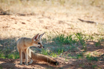 Side profile of a Cape fox in Kgalagadi.