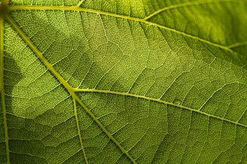 Close-up of green transparent grape leaf