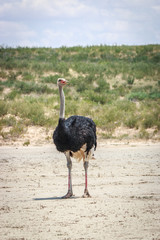 Male Ostrich starring at the camera.