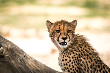Cheetah looking around in Kgalagadi.