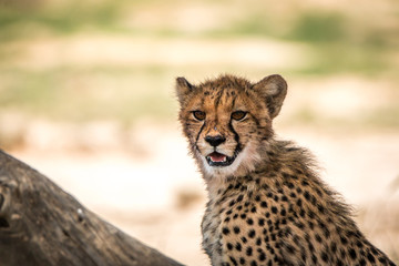 Cheetah looking around in Kgalagadi.