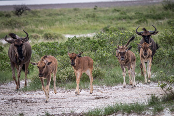 Group of Blue wildebeest walking in a file.